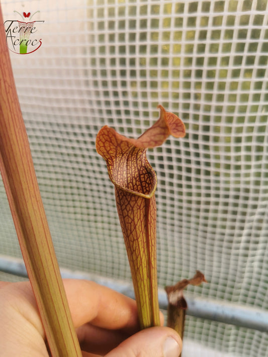 SRG01 Sarracenia rubra ssp gulfensis -- Dark tall pitchers
