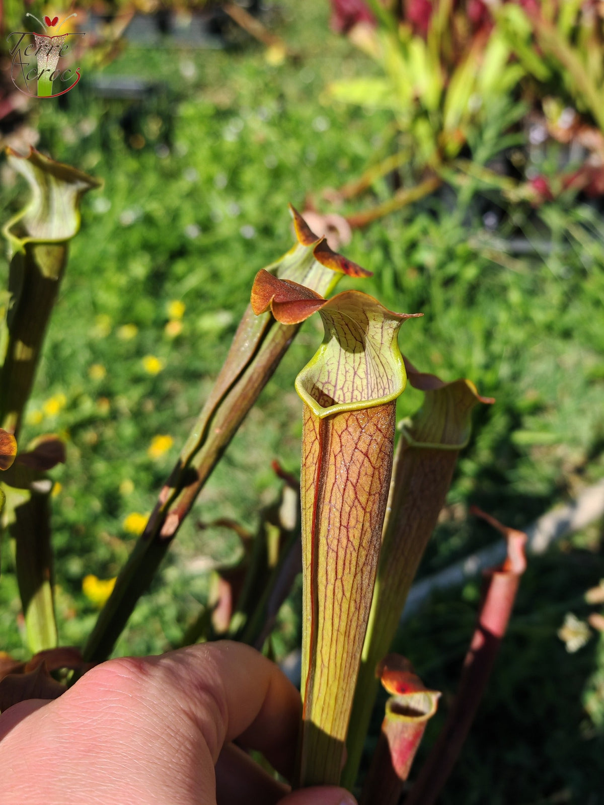 SRW01 Sarracenia rubra ssp wherryi – Chatom, Washington County Alabama (RW04, MK)