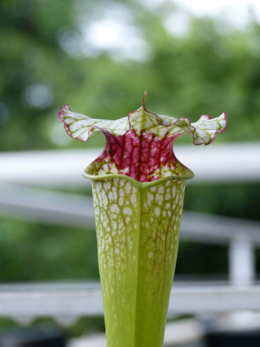 SX02 Sarracenia x ((S. alata x S. leucophylla — Red & Gold) x ‘Leah Wilkerson')(H182, MK)