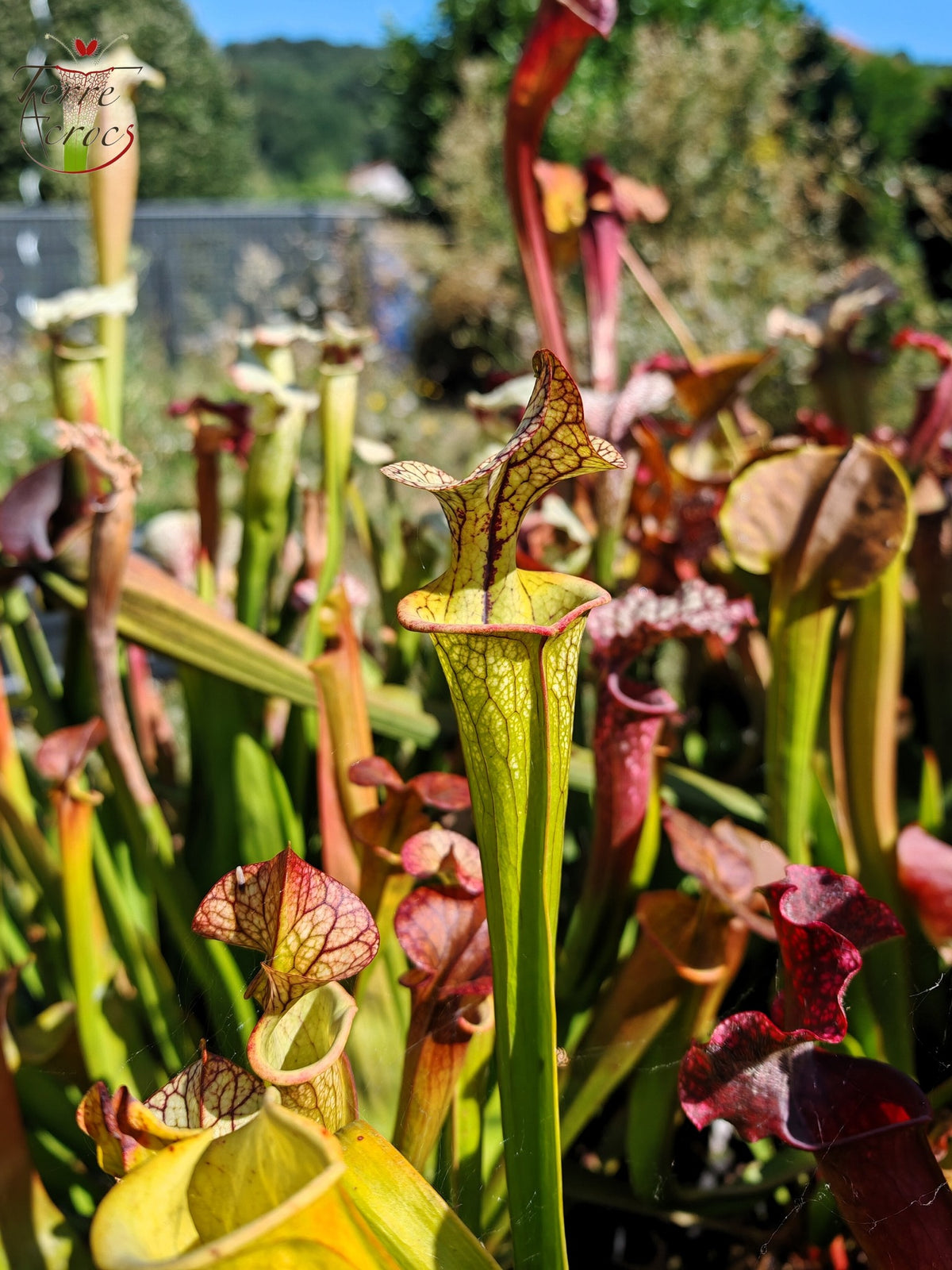 Semillas de Sarracenia 2025 (SX03b x OP)