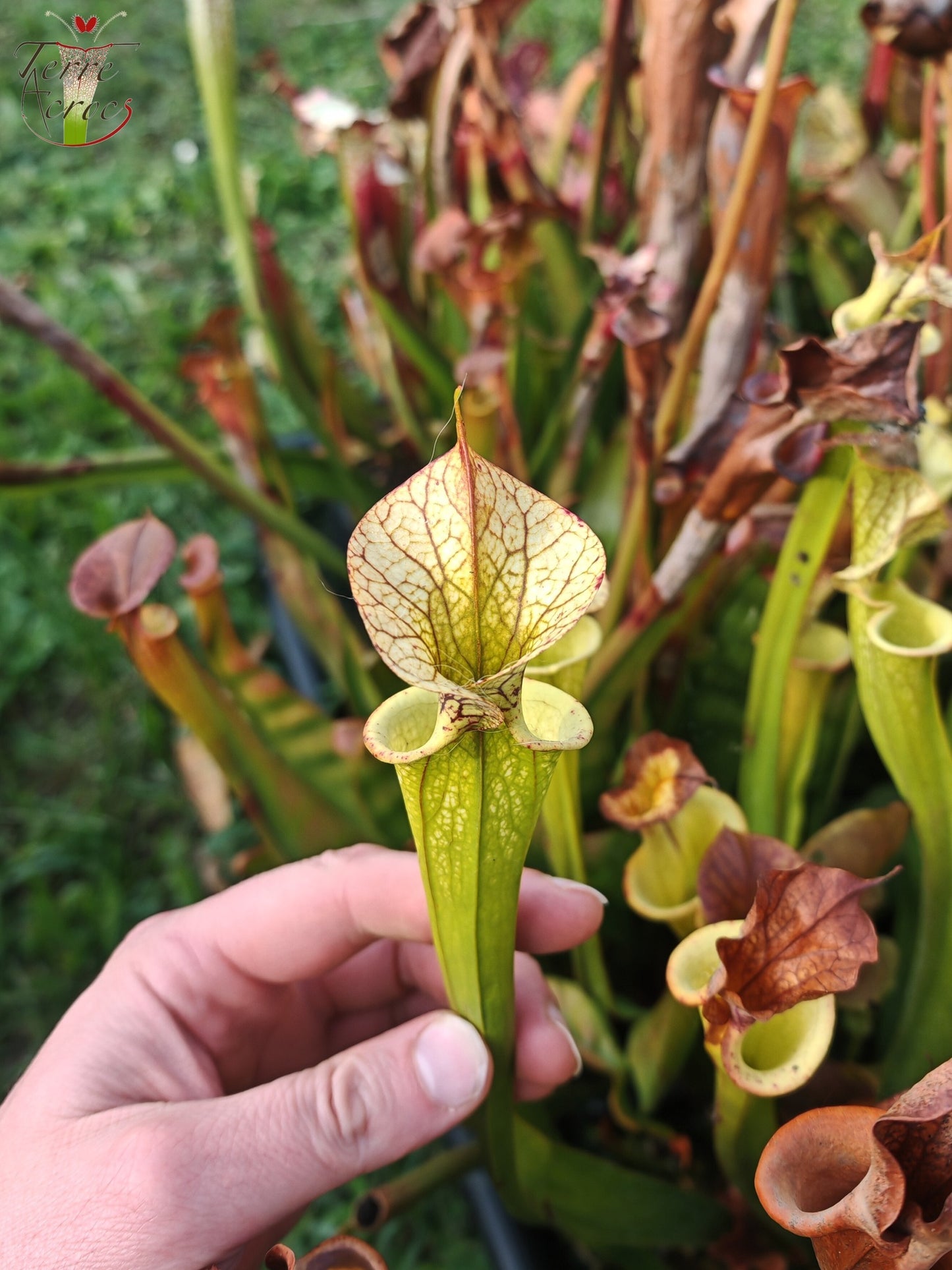 SX03b Sarracenia x (cuprea -- very large form, (F153, MK) x 'Adrian Slack')(clone b)