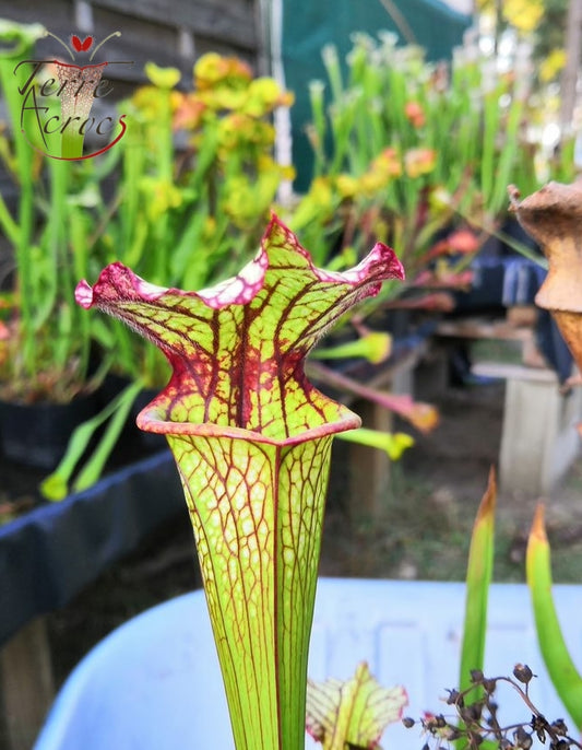 SX05 Sarracenia x ‘Lynda Butt’ (H10, MK)