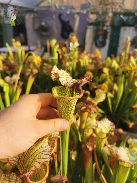 SX05 Sarracenia x ‘Lynda Butt’ (H10, MK)