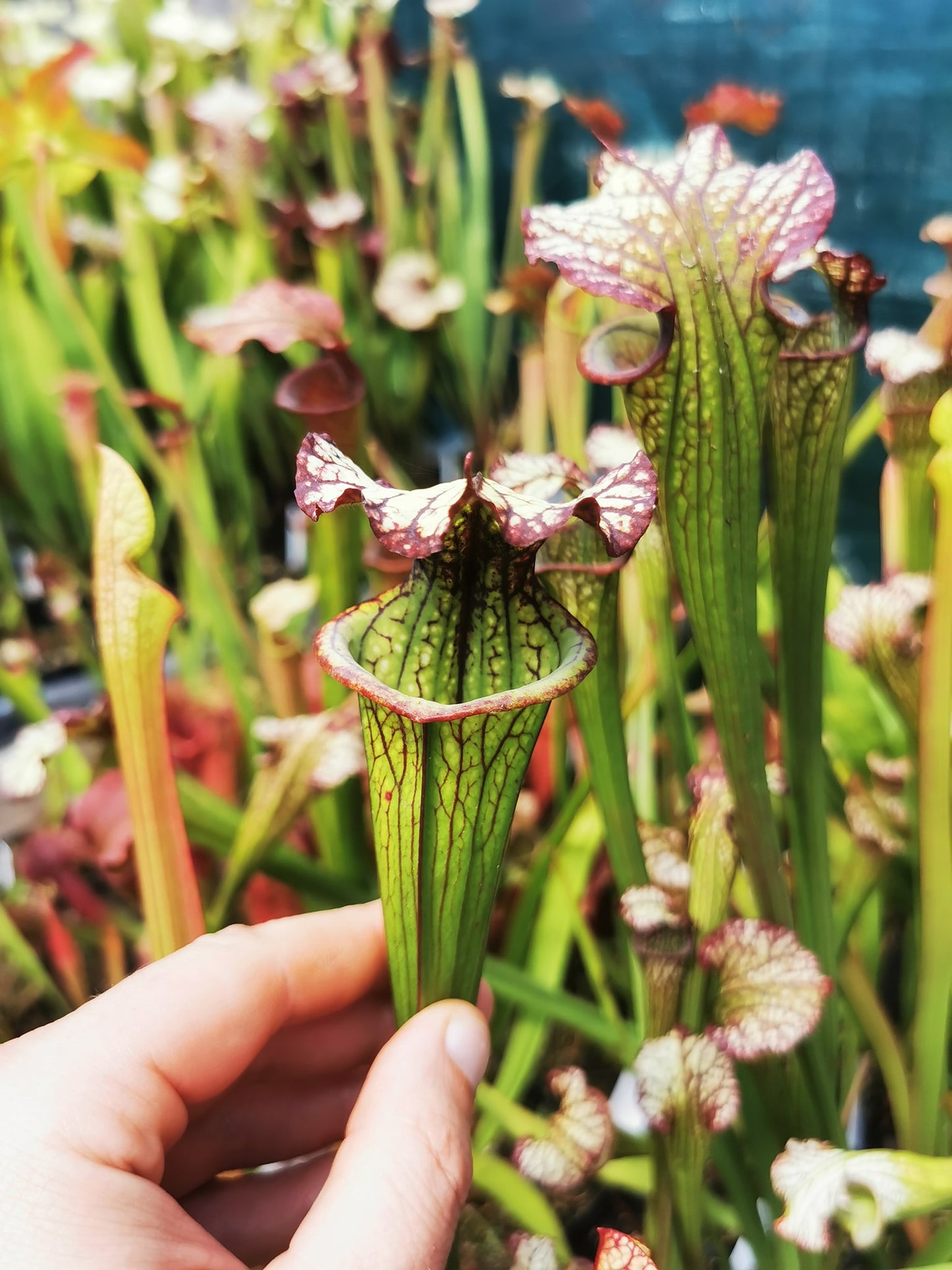 SX05 Sarracenia x ‘Lynda Butt’ (H10, MK)