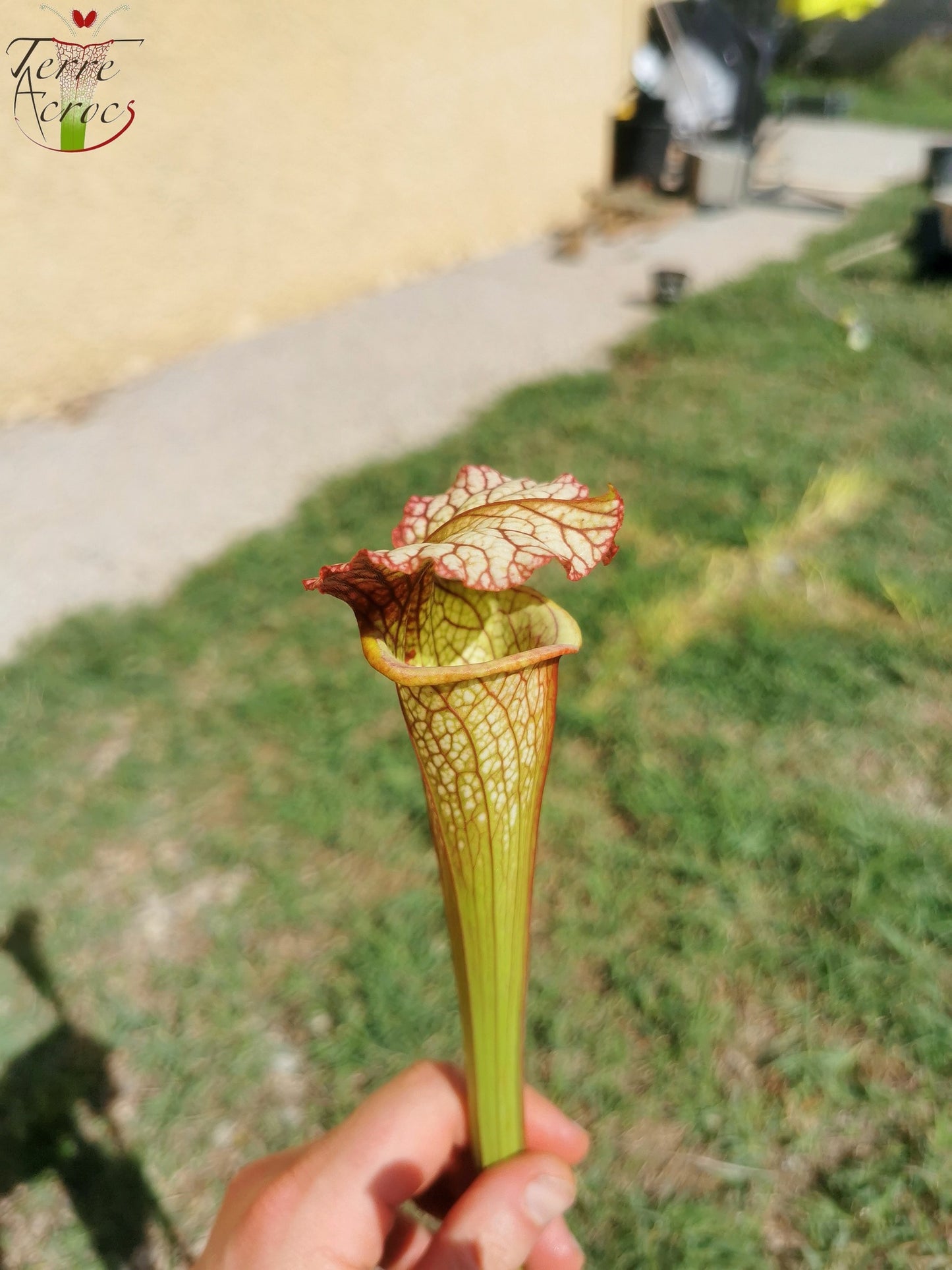 SX05 Sarracenia x ‘Lynda Butt’ (H10, MK)