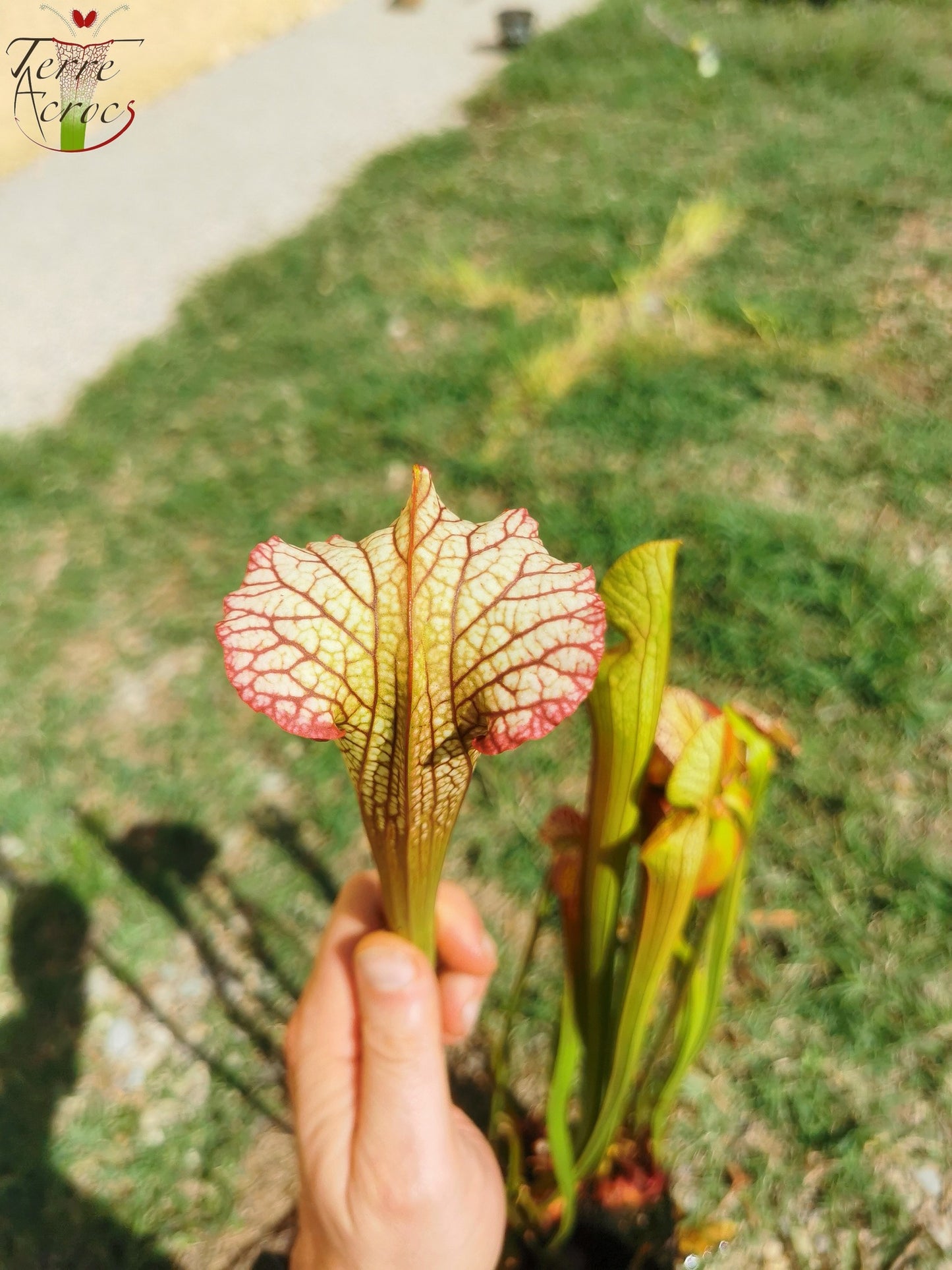 SX05 Sarracenia x ‘Lynda Butt’ (H10, MK)