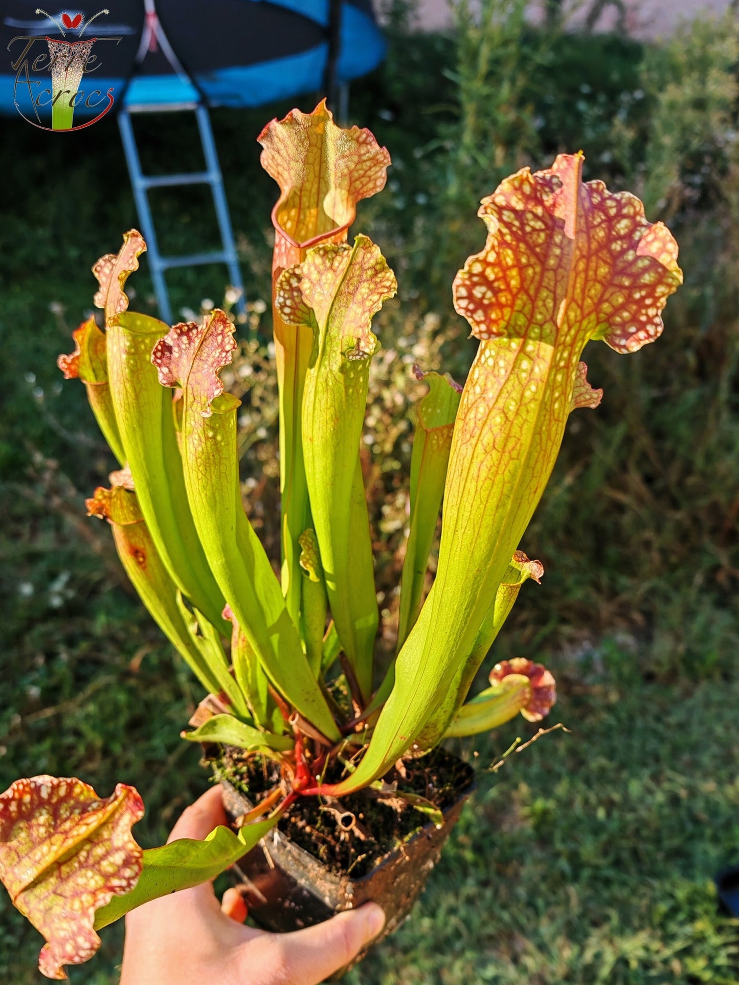 SX08 Sarracenia x “velvet”