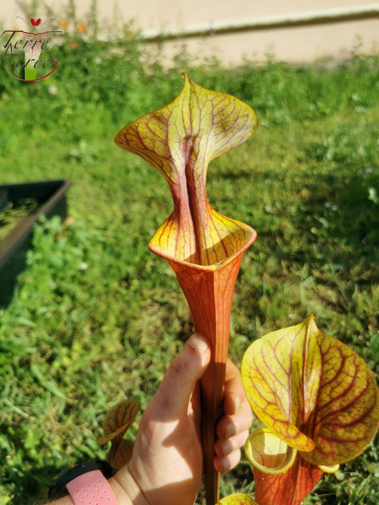 SX10 Sarracenia x (S. oreophila x S. flava var. atropurpurea)