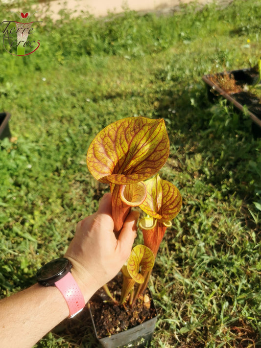 SX10 Sarracenia x (S. oreophila x S. flava var. atropurpurea)