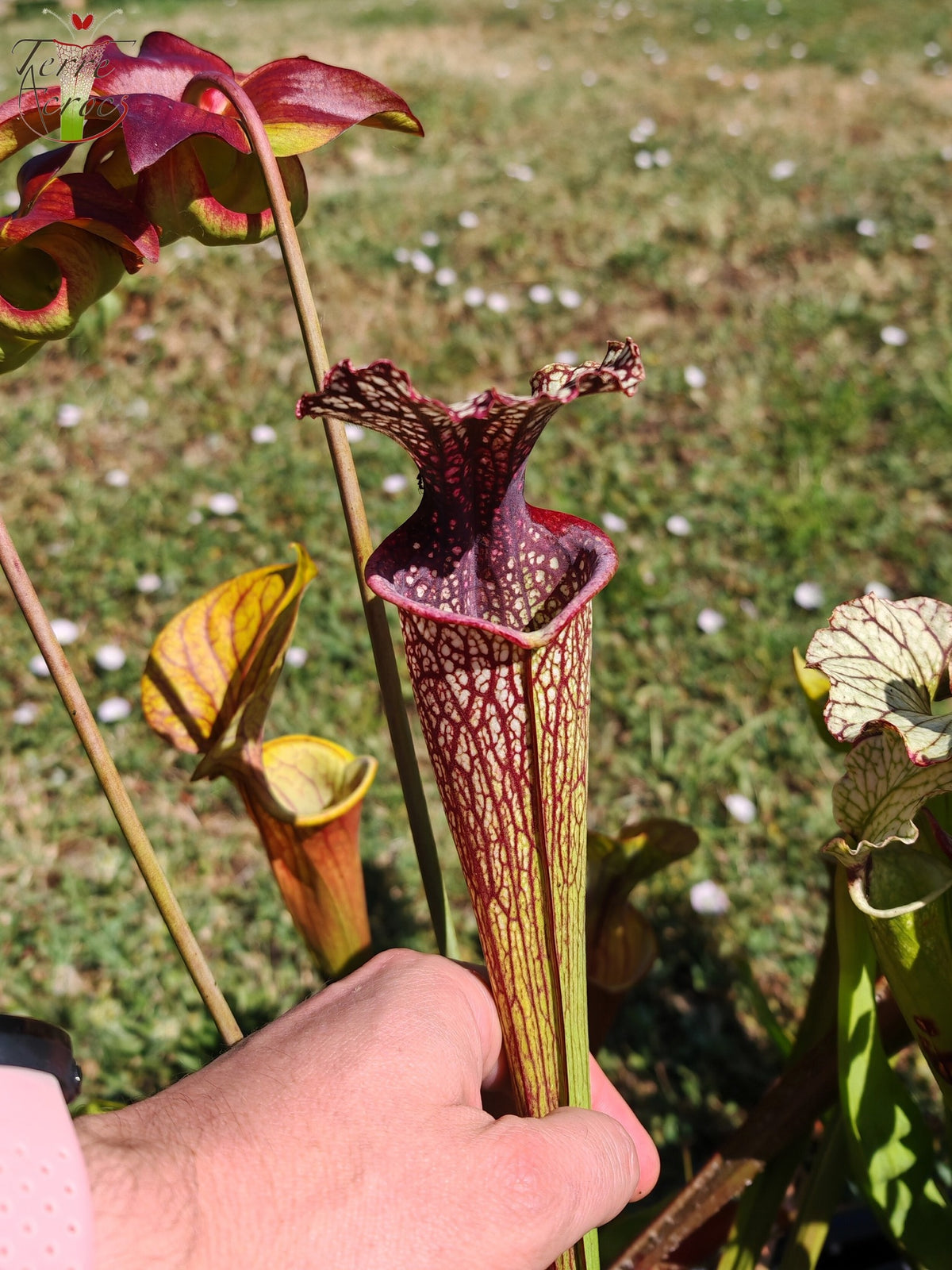 Semillas de Sarracenia 2025 (SX11 x OP)