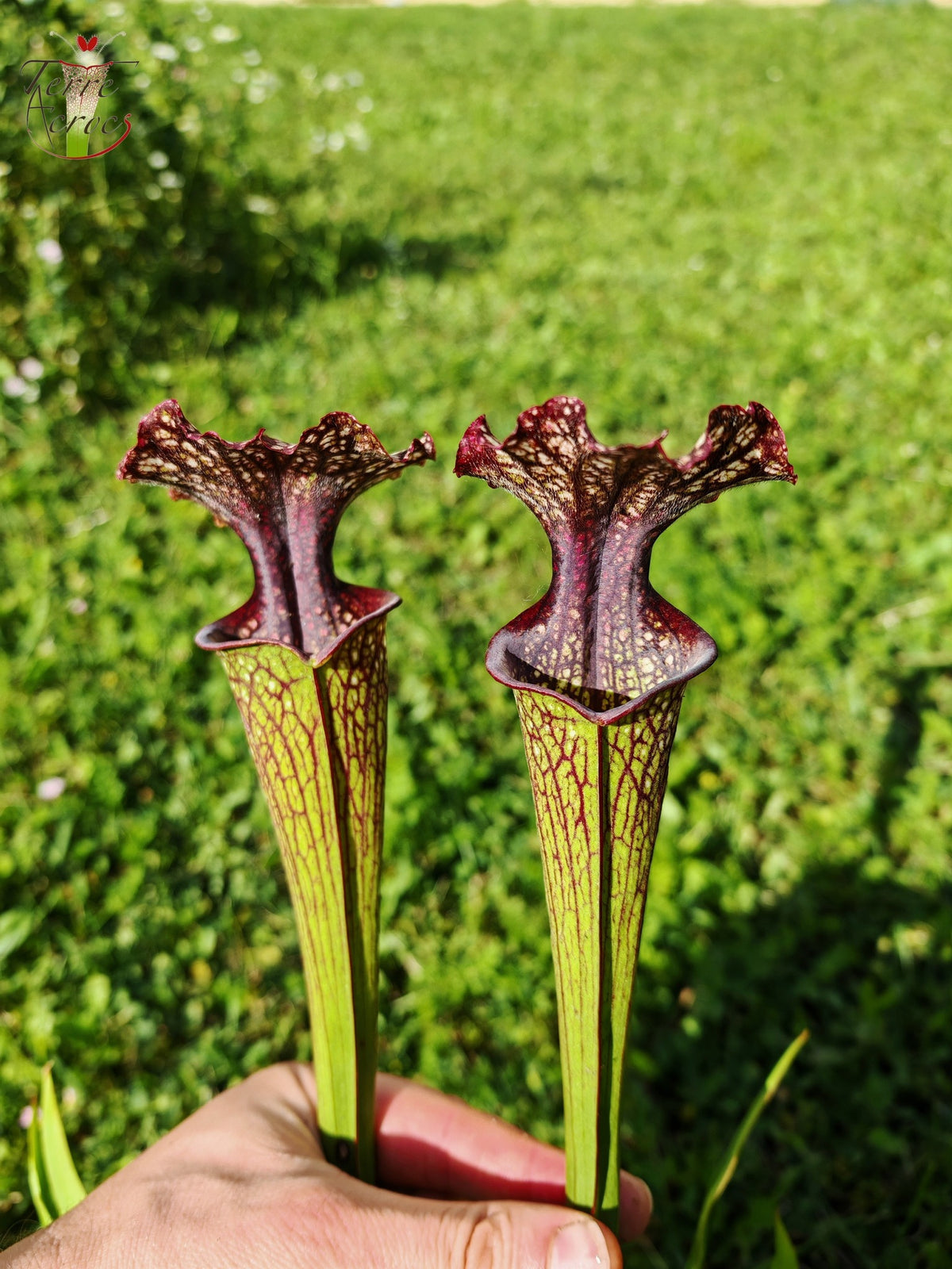 Semillas de Sarracenia 2025 (SX11 x OP)