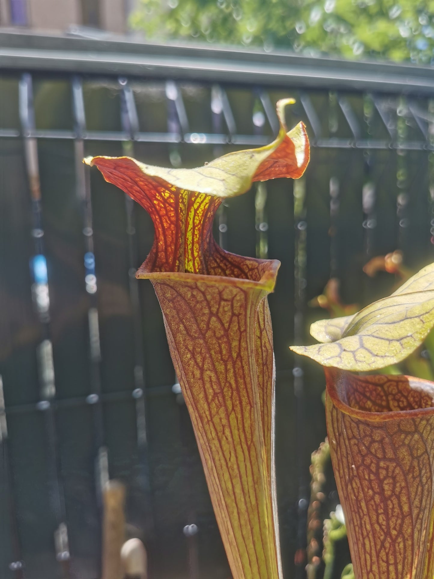 SX12 Sarracenia x (S. alata var. nigropurpurea x S. flava var. rubricorpora)