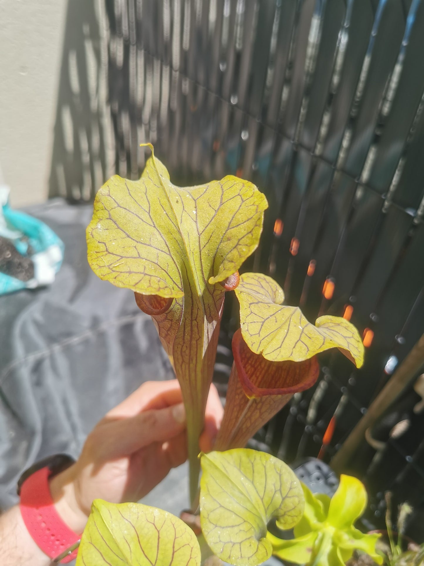 SX12 Sarracenia x (S. alata var. nigropurpurea x S. flava var. rubricorpora)
