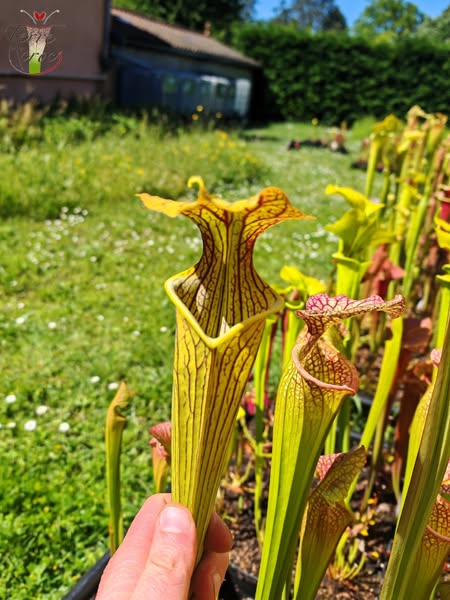 SX12 Sarracenia x (S. alata var. nigropurpurea x S. flava var. rubricorpora)