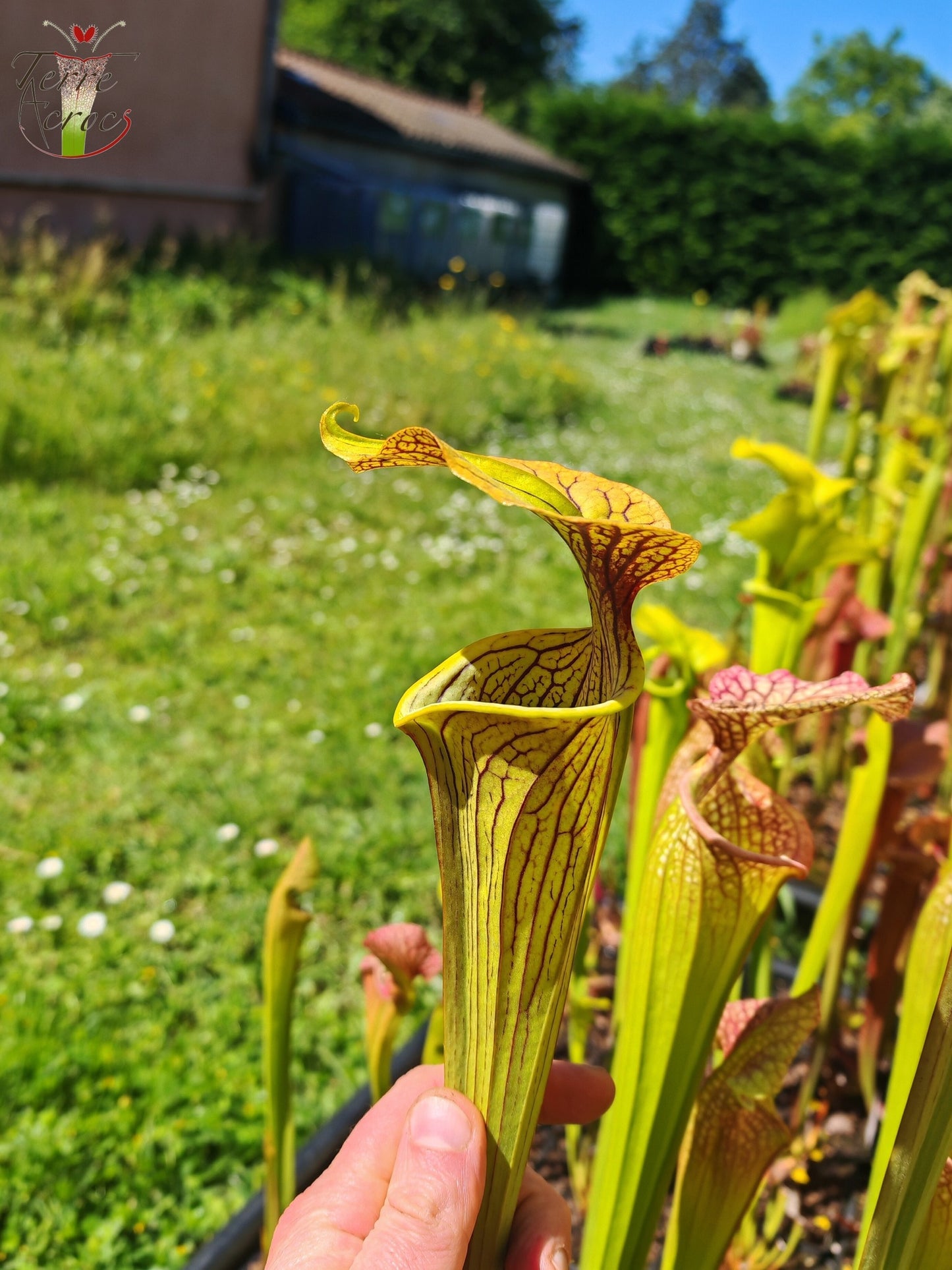 SX12 Sarracenia x (S. alata var. nigropurpurea x S. flava var. rubricorpora)
