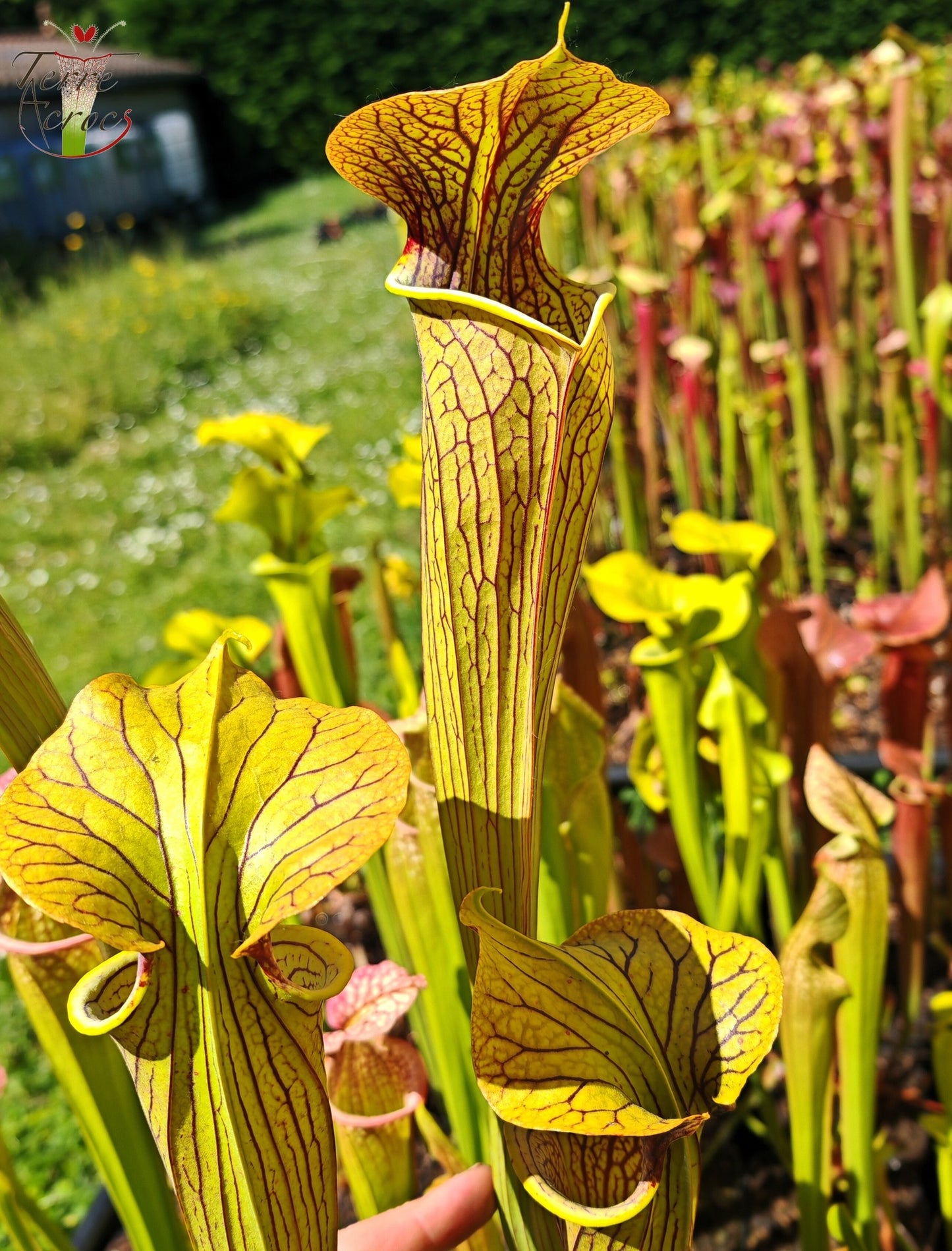 SX12 Sarracenia x (S. alata var. nigropurpurea x S. flava var. rubricorpora)