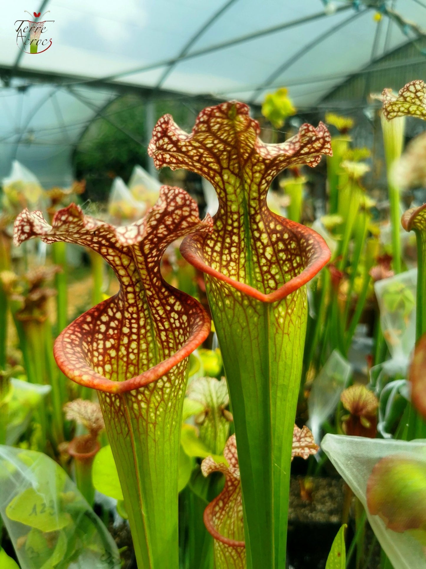 SX14q Sarracenia x (leucophylla x ‘Adrian Slack’) (clone Q)