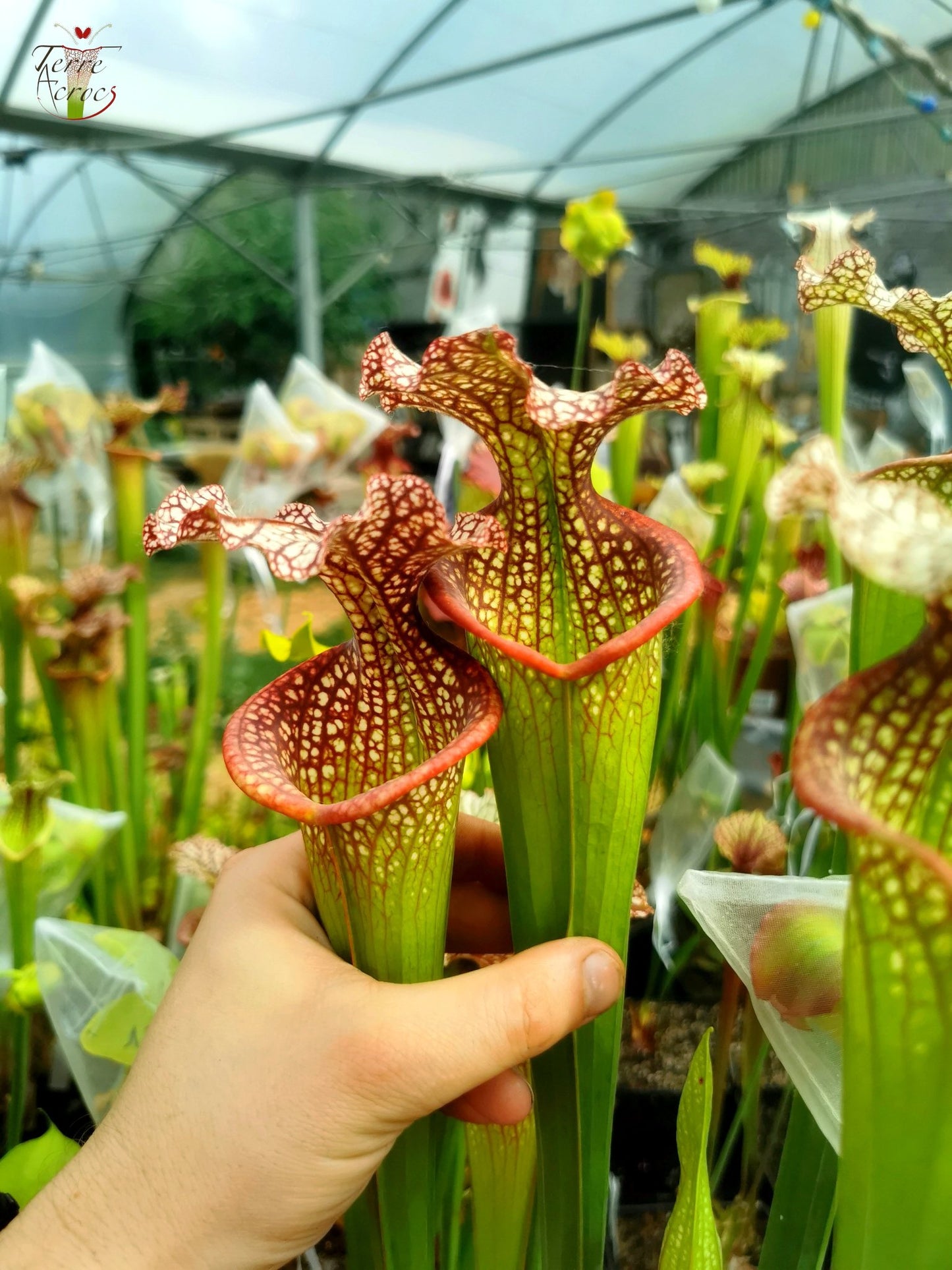 SX14q Sarracenia x (leucophylla x ‘Adrian Slack’) (clone Q)