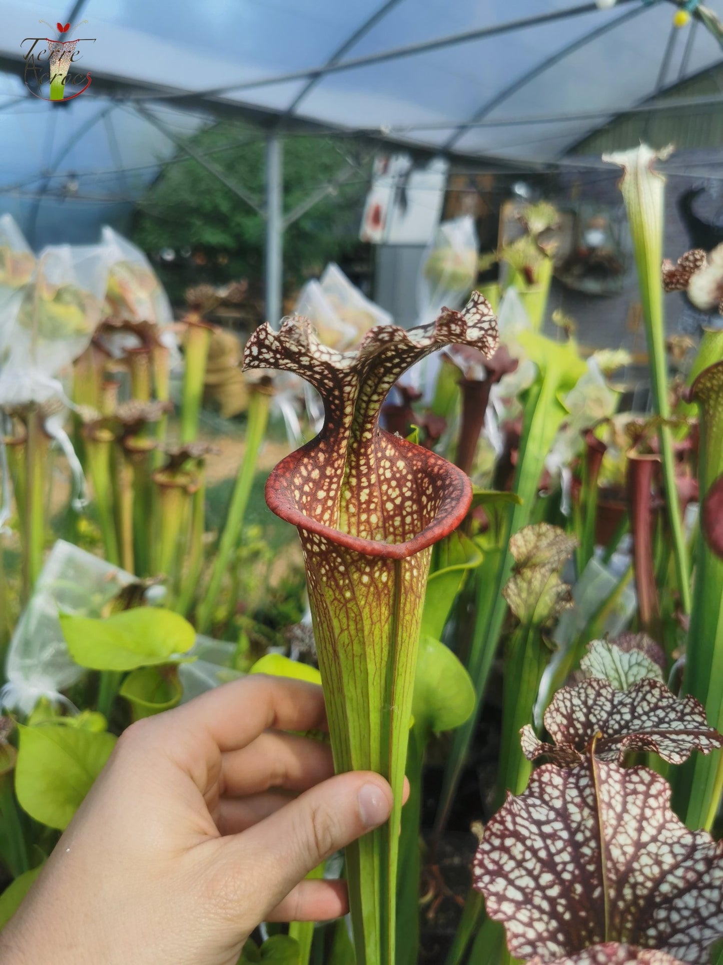 SX14q Sarracenia x (leucophylla x ‘Adrian Slack’) (clone Q)