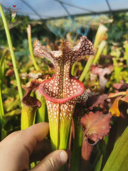 SX14q Sarracenia x (leucophylla x ‘Adrian Slack’) (clone Q)