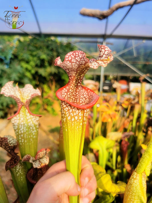 SX14q Sarracenia x (leucophylla x ‘Adrian Slack’) (clone Q)