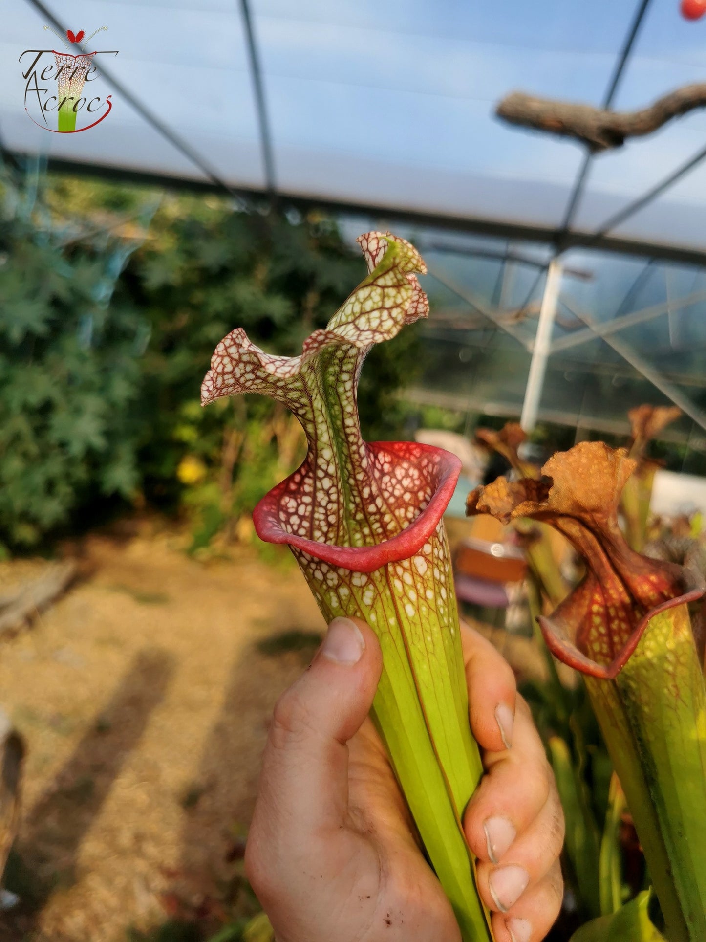 SX14q Sarracenia x (leucophylla x ‘Adrian Slack’) (clone Q)