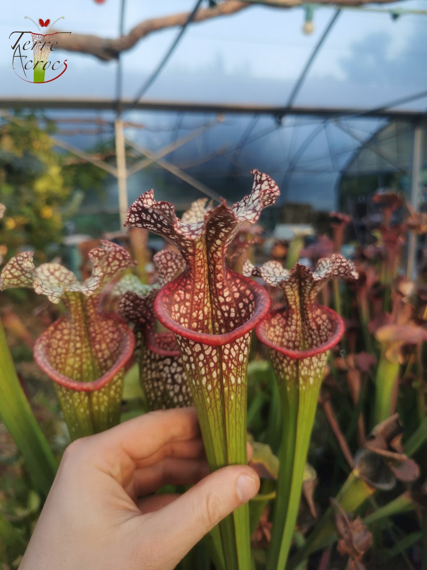 SX14q Sarracenia x (leucophylla x ‘Adrian Slack’) (clone Q)