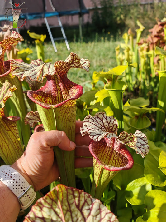 SX15b Sarracenia x (leucophylla x oreophila) (HA40B, MSrba)