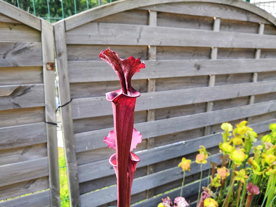 Sarracenia 2025 Samen (S. x unbekannt x OP)