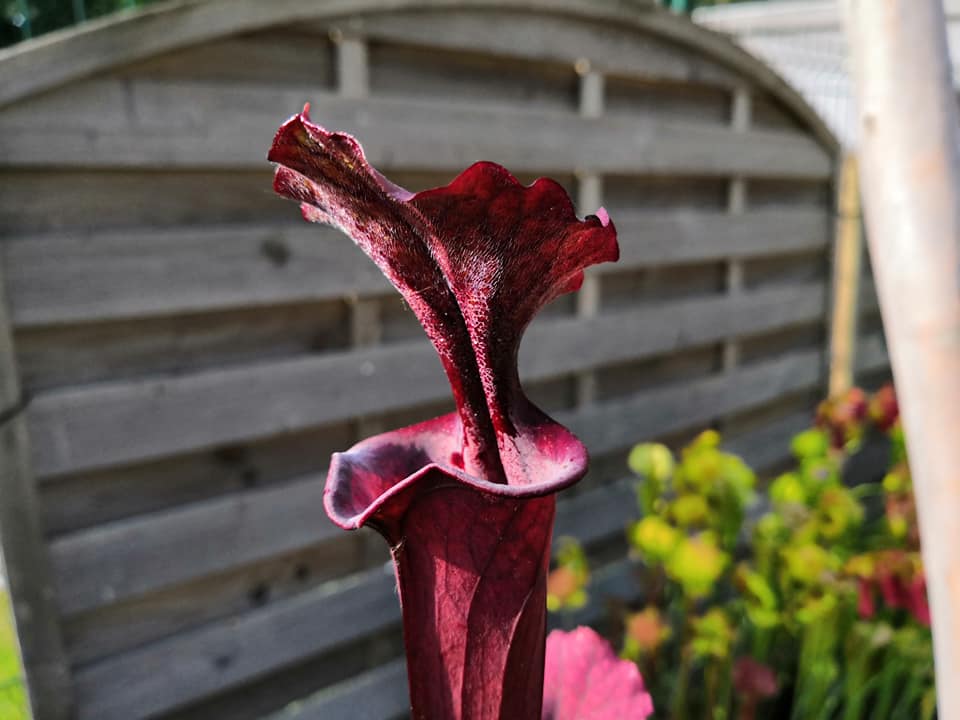Semillas de Sarracenia 2025 (S. x desconocido x OP)