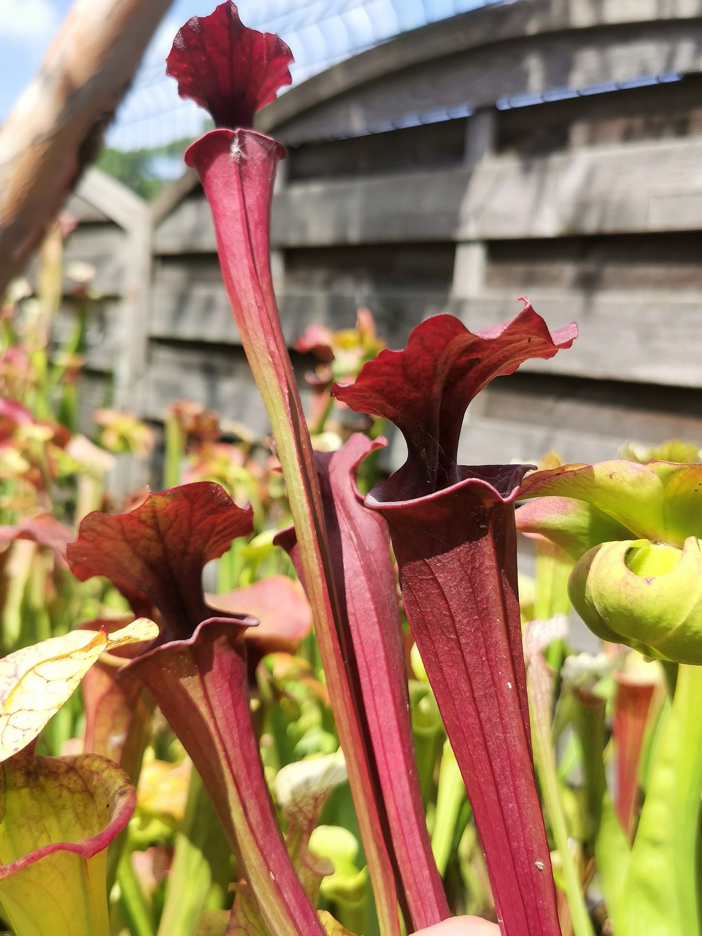 SX18 Sarracenia x inconnu