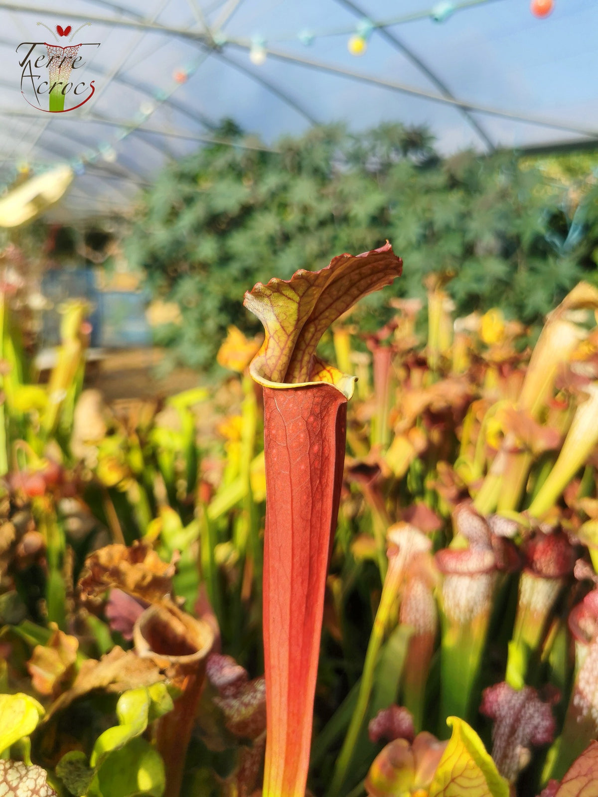 Semillas de Sarracenia 2025 (S. x desconocido x OP)