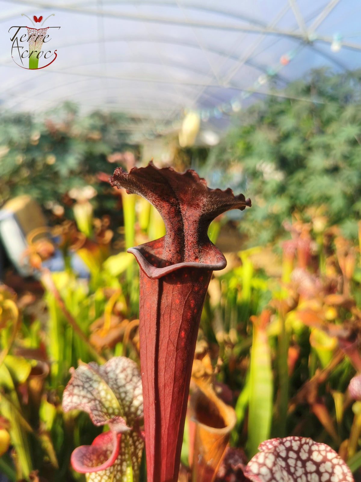Semillas de Sarracenia 2025 (S. x desconocido x OP)
