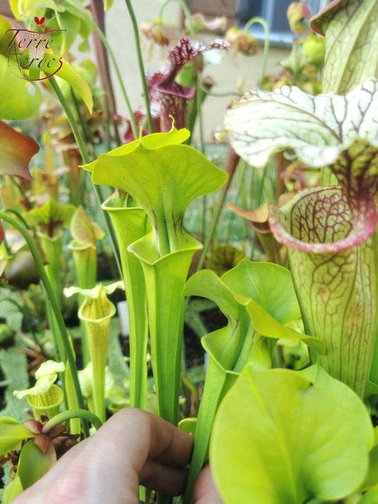 SX20 Sarracenia x (S. x “Citron” x S. flava var. ornata)(Mutant flower)