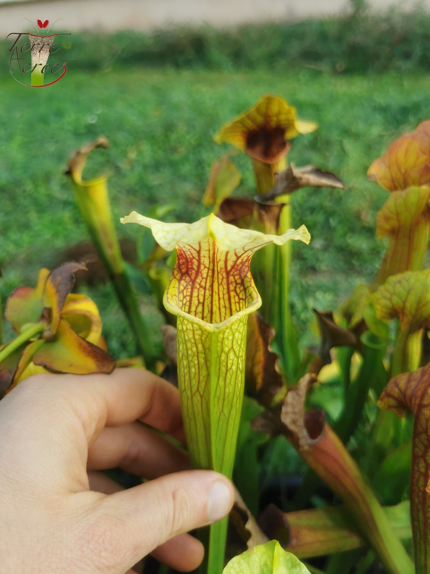 SX21 Sarracenia x (S. flava var. ornata “Golden” x S. x “Camisole”)