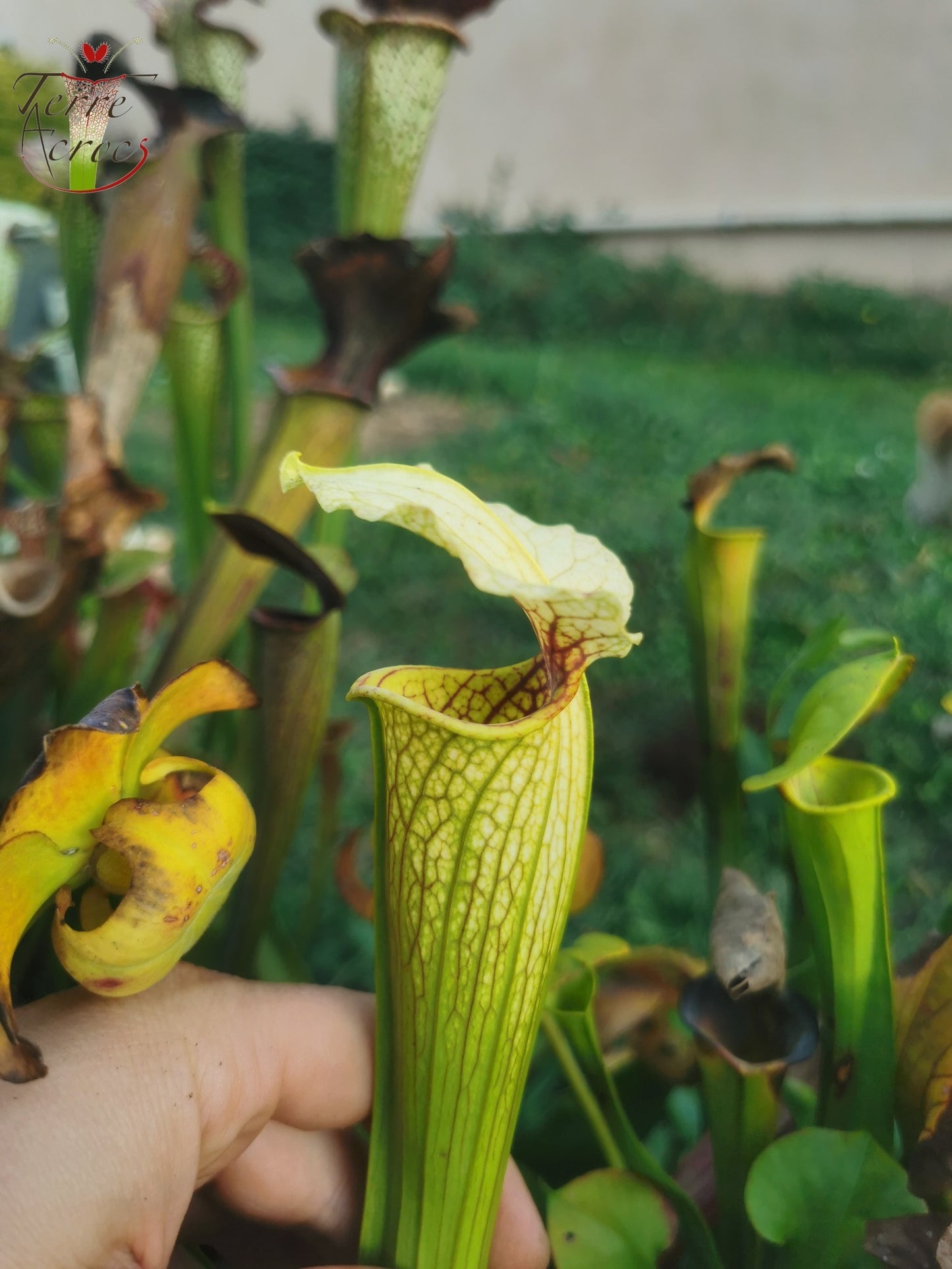 SX21 Sarracenia x (S. flava var. ornata “Golden” x S. x “Camisole”)