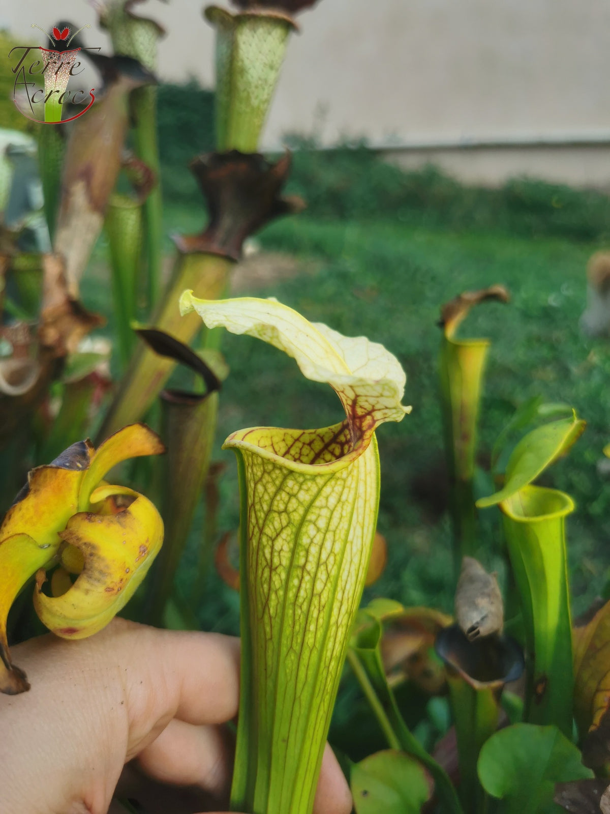 SX21 Sarracenia x (S. flava var. ornata “Golden” x S. x “Camisole”)