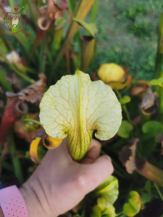 SX21 Sarracenia x (S. flava var. ornata “Golden” x S. x “Camisole”)