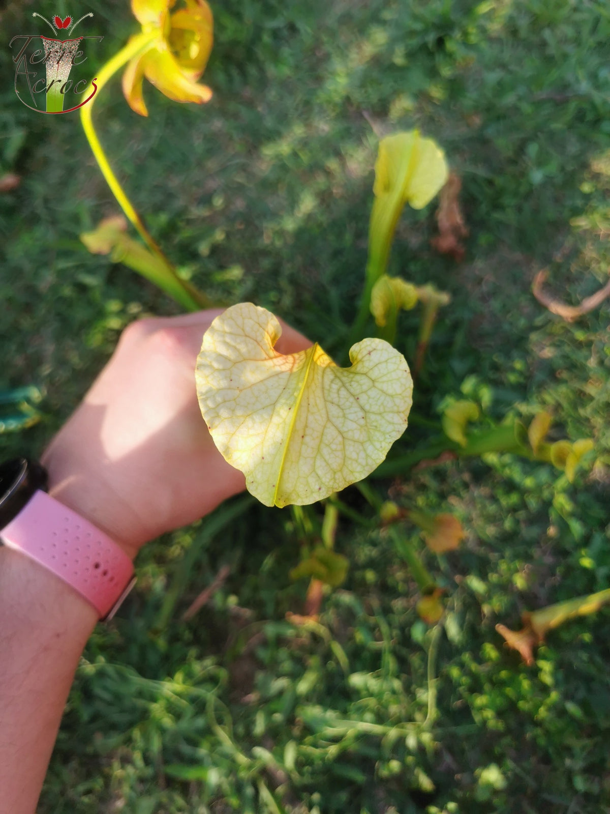 SX21 Sarracenia x (S. flava var. ornata “Golden” x S. x “Camisole”)
