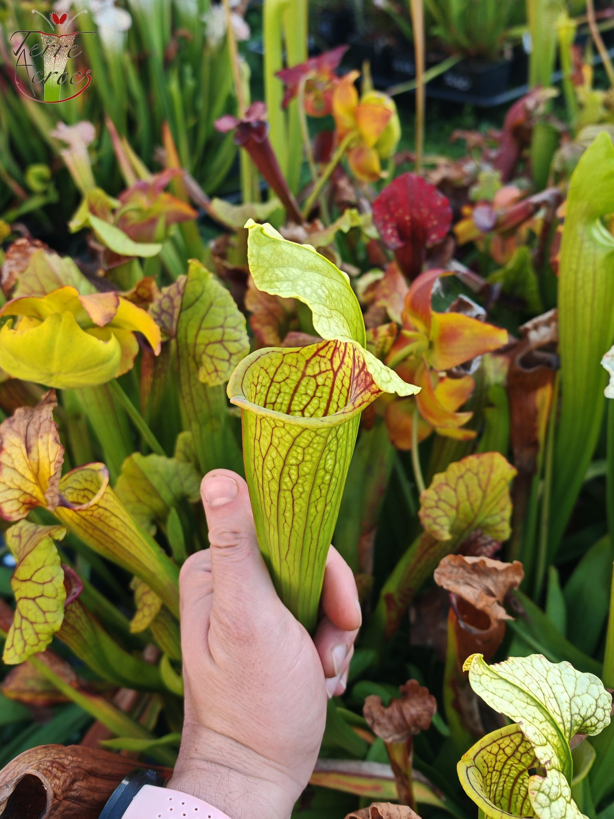 SX21 Sarracenia x (S. flava var. ornata “Golden” x S. x “Camisole”)