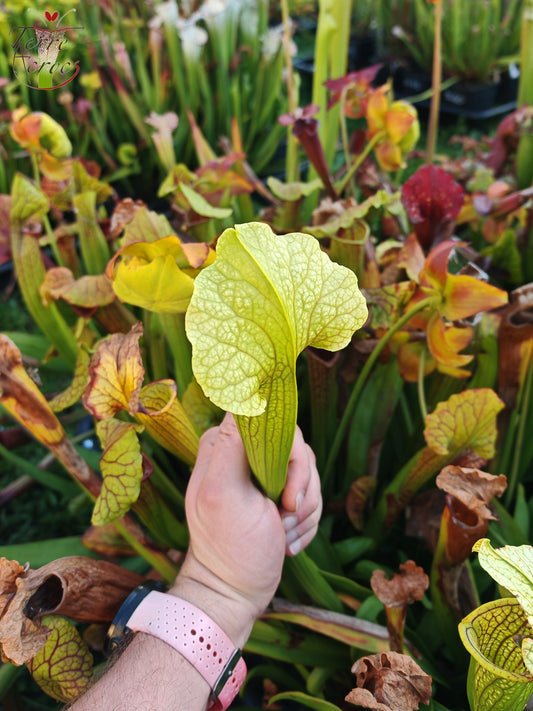 SX21 Sarracenia x (S. flava var. ornata “Golden” x S. x “Camisole”)