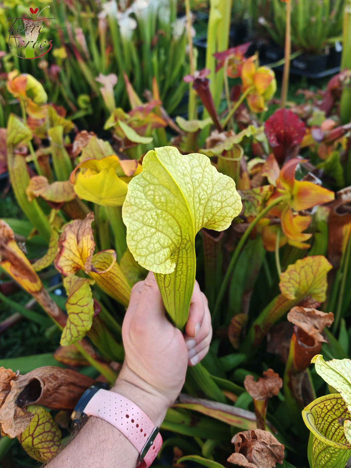 SX21 Sarracenia x (S. flava var. ornata “Golden” x S. x “Camisole”)