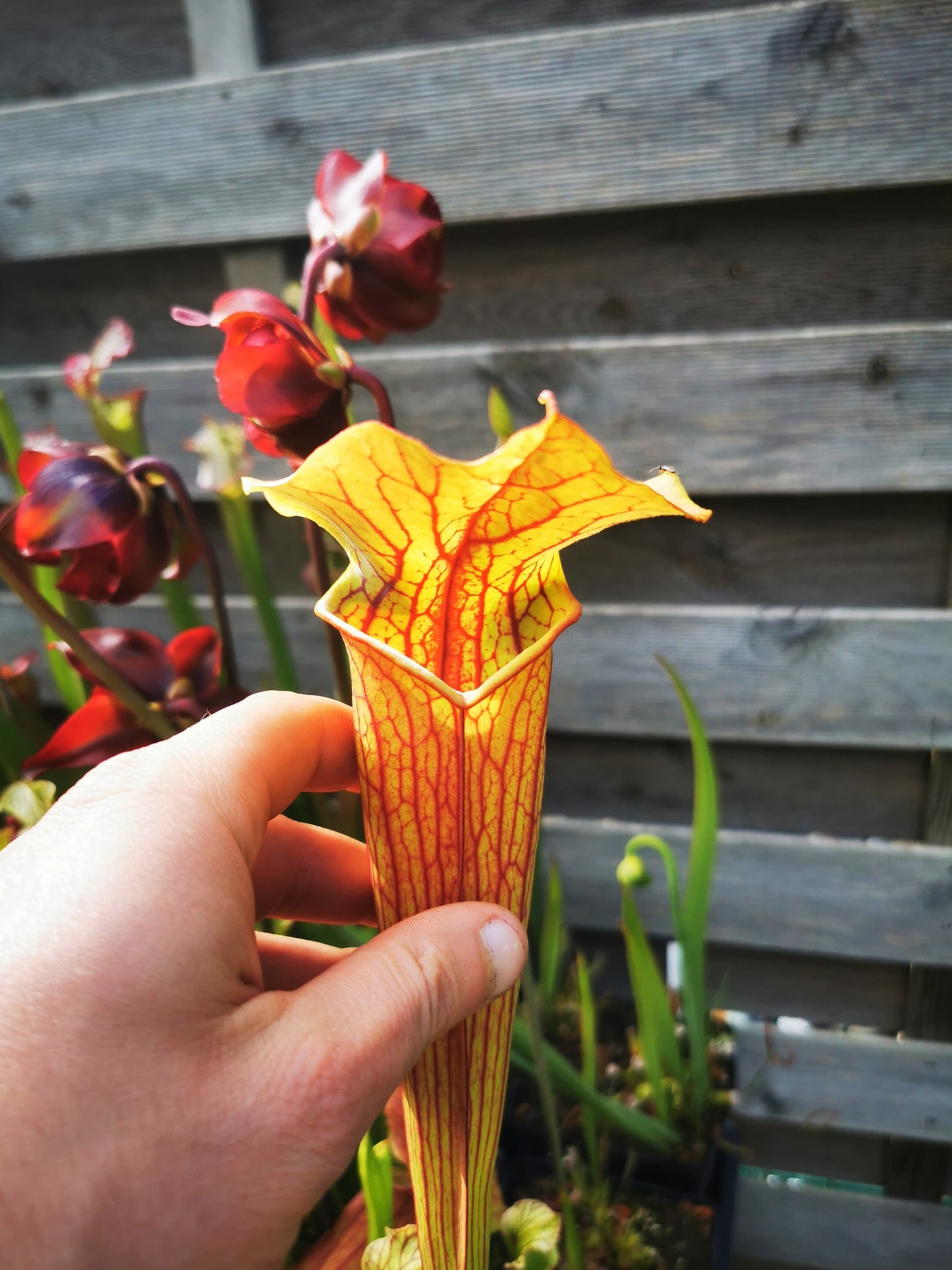 SX22a Sarracenia x "Doom"