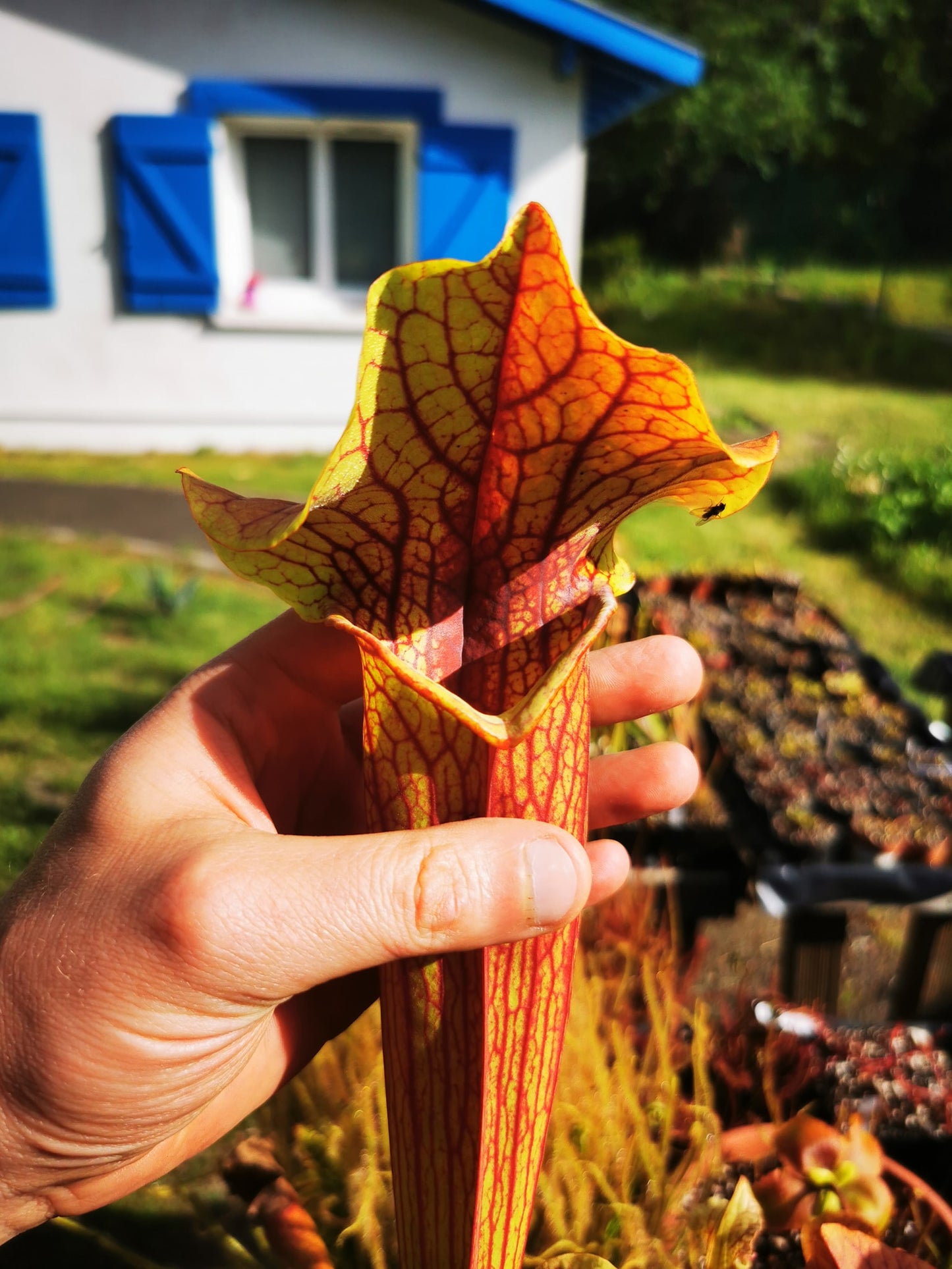 SX22a Sarracenia x "Doom"