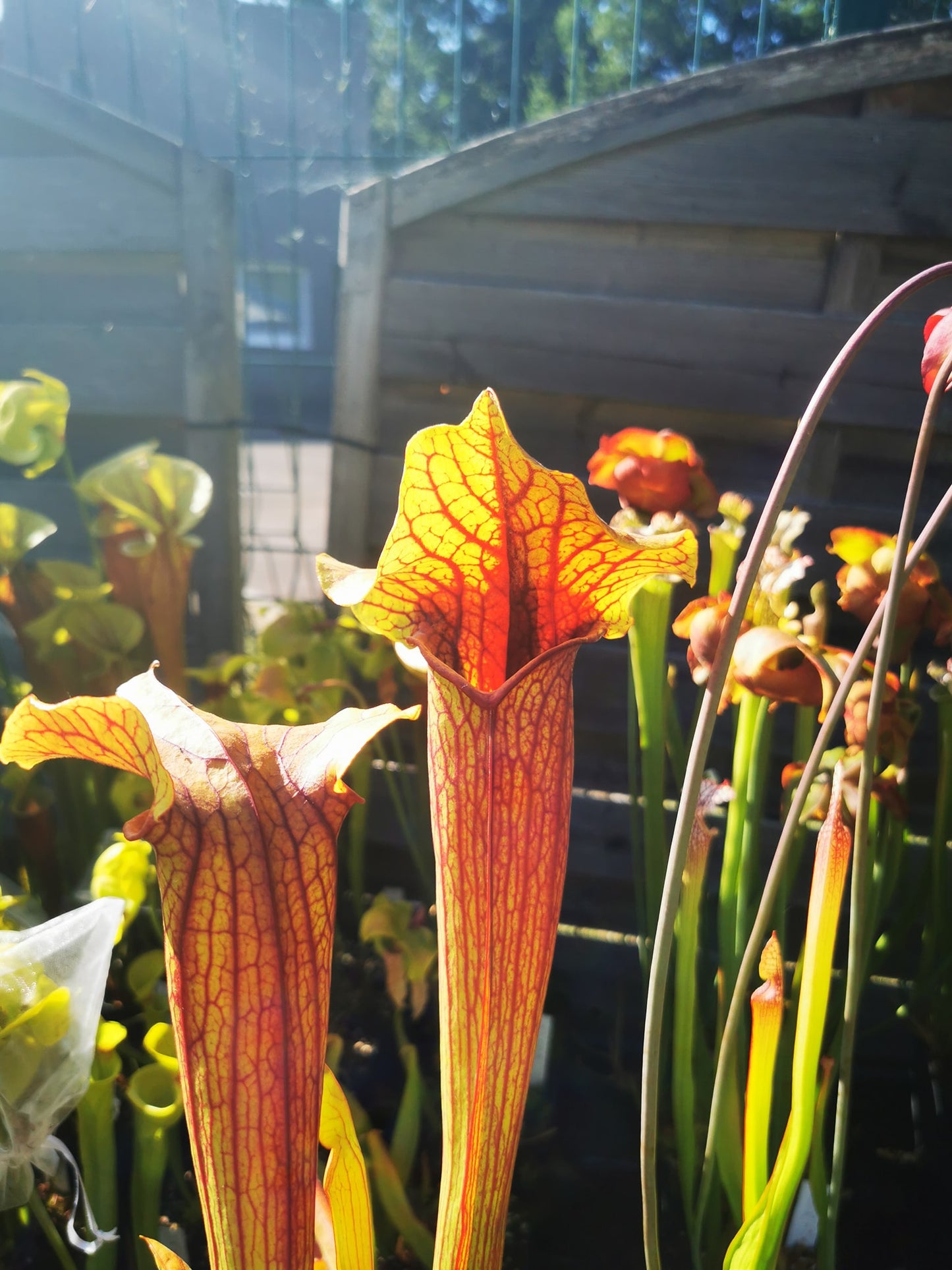 SX22a Sarracenia x "Doom"
