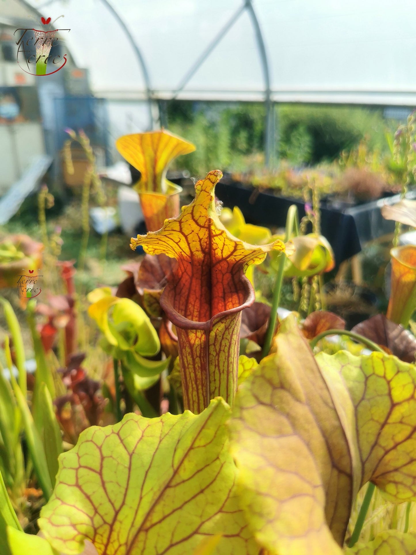 SX22a Sarracenia x "Doom"