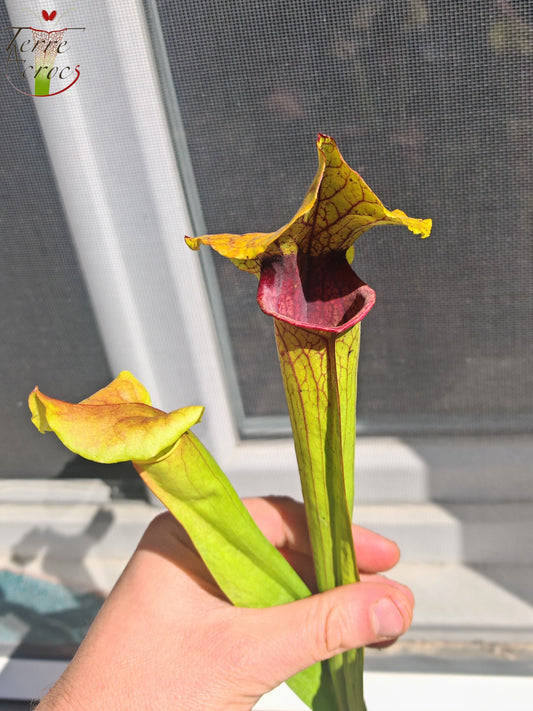 SX22c Sarracenia x (S. flava var. ornata  x S. x mitchelliana)(clone c)