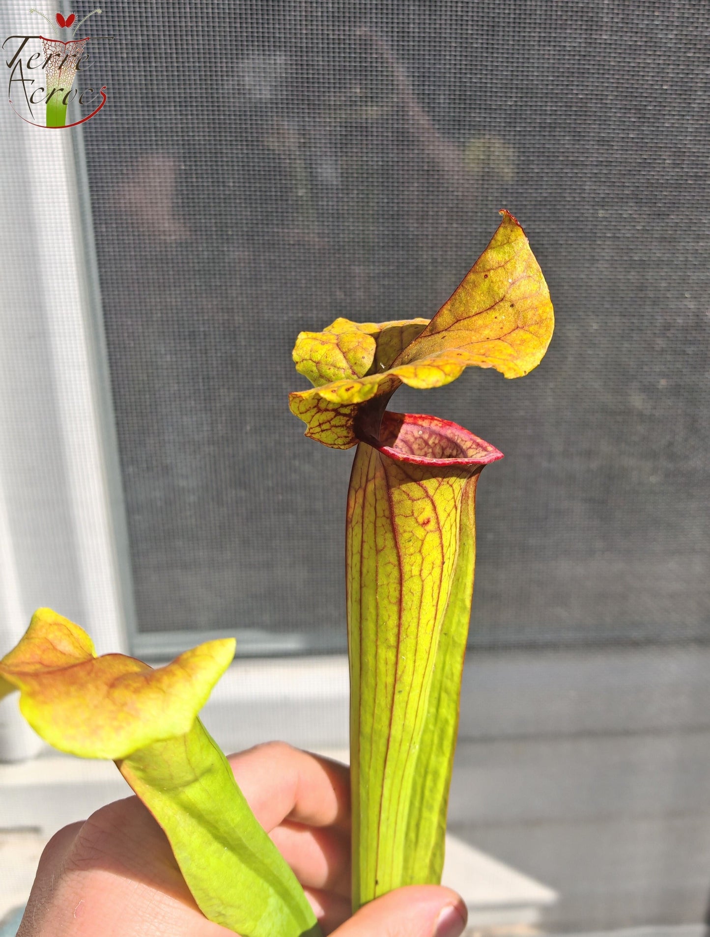 SX22c Sarracenia x (S. flava var. ornata  x S. x mitchelliana)(clone c)
