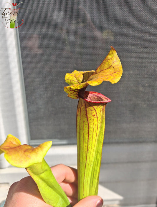 SX22c Sarracenia x (S. flava var. ornata  x S. x mitchelliana)(clone c)
