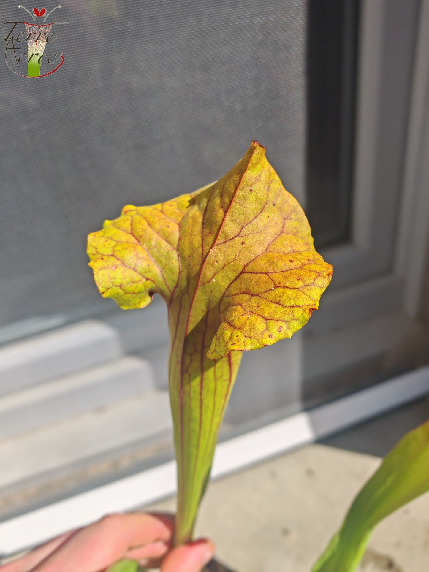 SX22c Sarracenia x (S. flava var. ornata  x S. x mitchelliana)(clone c)